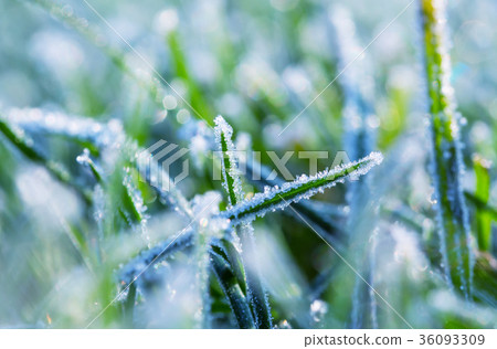 Frozen grass 36093309