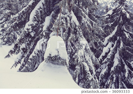 Winter forest Winter forest 36093333