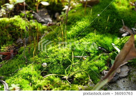 Mysterious wolf world 36093763