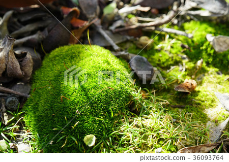 Mysterious wolf world 36093764