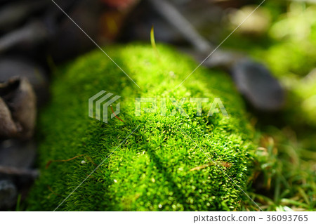 Mysterious wolf world 36093765