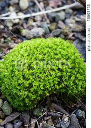 Mysterious wolf world 36093768