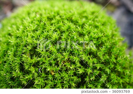 Mysterious wolf world 36093769