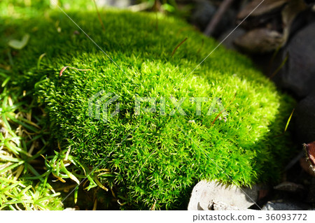 Mysterious wolf world 36093772