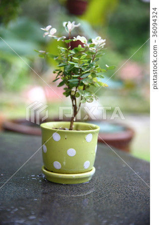 創意小盆景 36094324