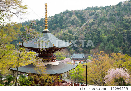 Katsuodera Spring Minato City, Osaka Prefecture April 2017 shooting 36094359