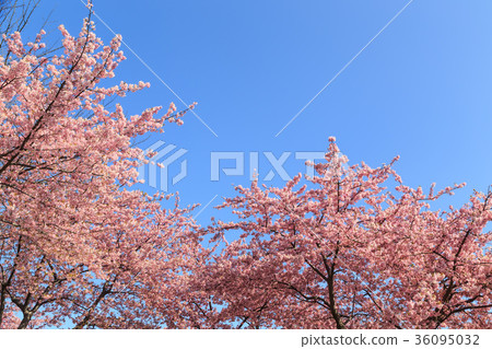Kawazu cherry blossoms in full bloom Kawazu cherry blossoms in full bloom 36095032