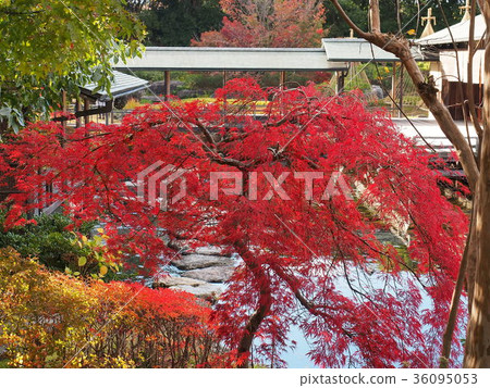 一個花園 36095053
