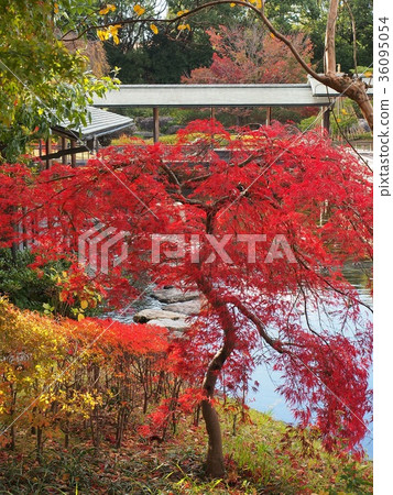 一個花園 36095054