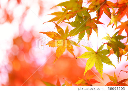 秋天的樹葉 36095203