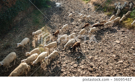 Sheep cattle over dry riverbed 36095487
