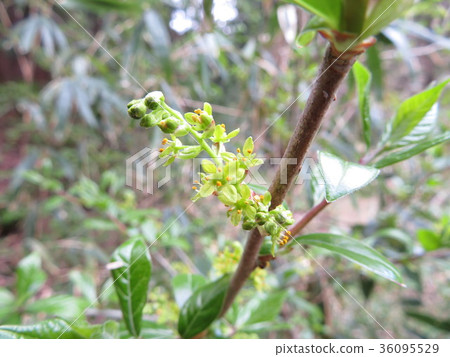 Clover flower 36095529