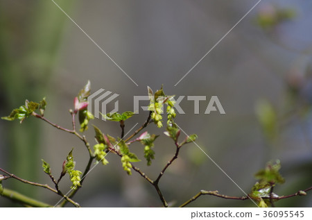 Uricaide flowers Uricaide flowers 36095545