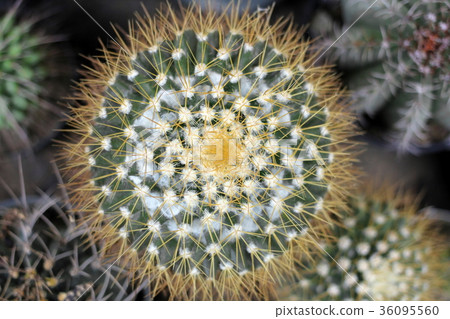 Mammillaria cactus, top view. Mammillaria cactus, top view. 36095560