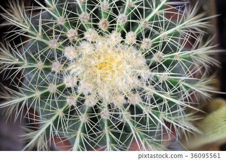 Golden Barrel Cactus, top view. Golden Barrel Cactus, top view. 36095561