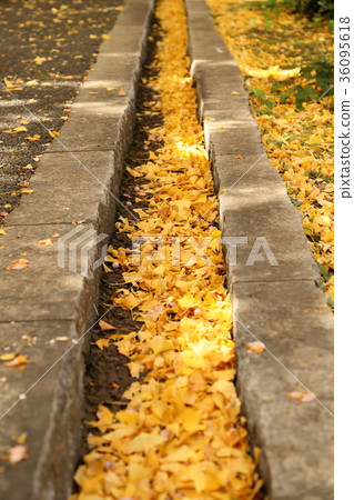 Fallen leaves of side groove Fallen leaves of side groove 36095618