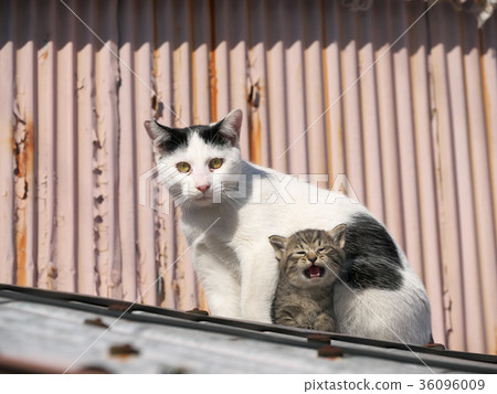 小貓和母貓 36096009