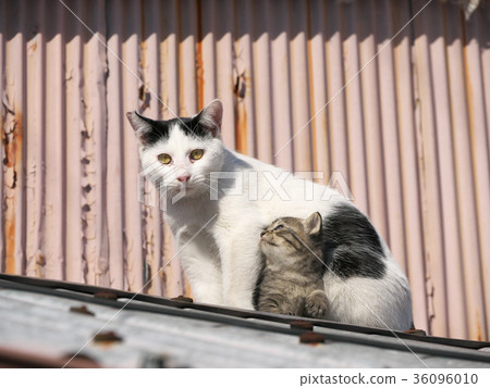 Kitten and mother cat Kitten and mother cat 36096010