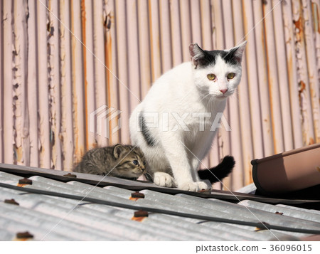 Kitten and mother cat Kitten and mother cat 36096015