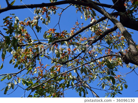 在白薯樹的很多逗人喜愛的果子 在白薯樹的很多逗人喜愛的果子 36096130