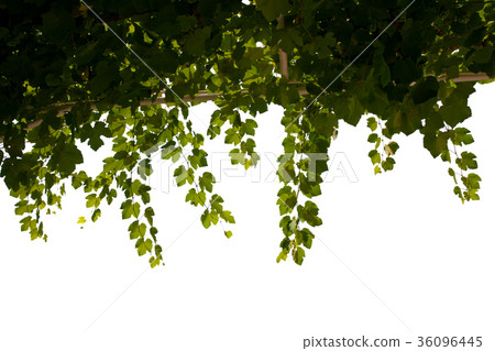 grape leaf grape leaf 36096445