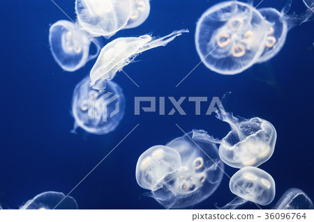 Large amount of jelly fish floating in water Large amount of jelly fish floating in water 36096764