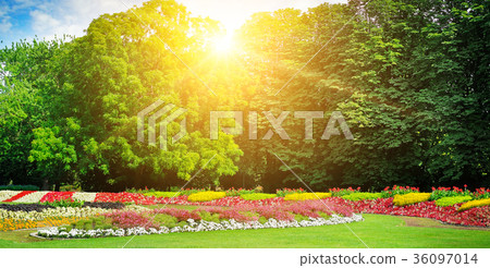 flowers in the park 36097014