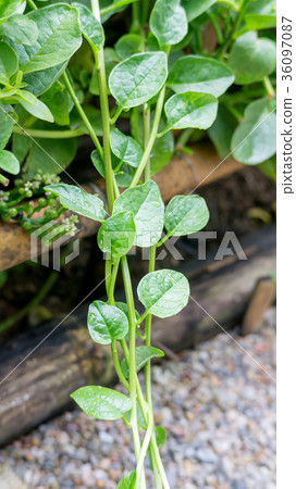 Basella alba plant in a vegetable garden. Basella alba plant in a vegetable garden. 36097087