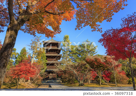 Autumn leaves of Ninna-ji Temple 36097318