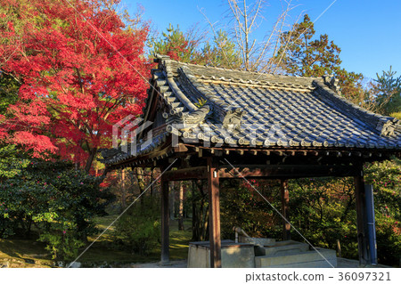 Autumn leaves of Ninna-ji Temple 36097321