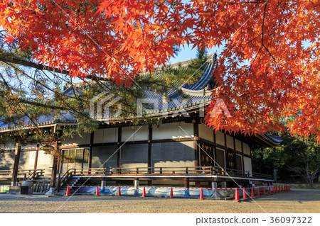 Autumn leaves of Ninna-ji Temple 36097322