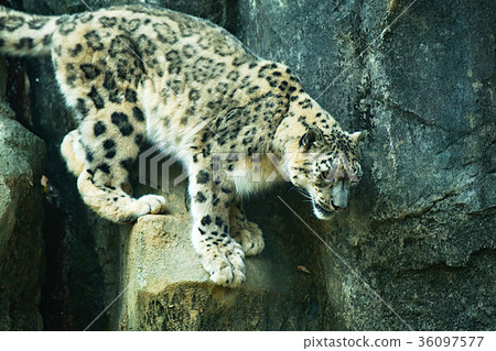 Snow leopard Snow leopard 36097577