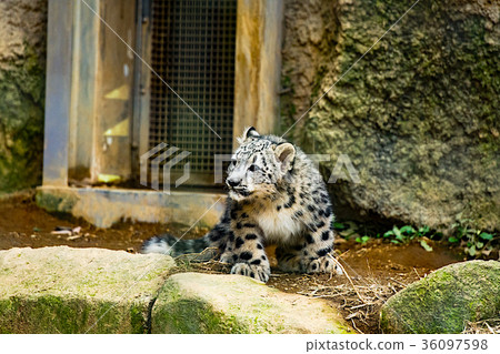 Snow leopard 36097598