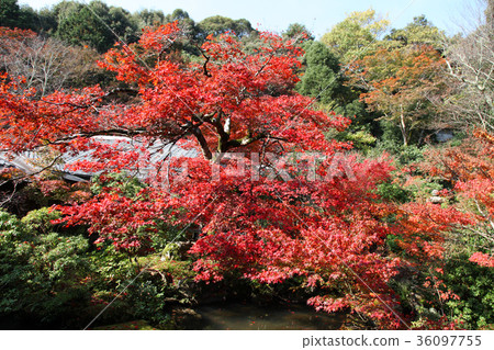 Real-life hall autumn leaves 36097755