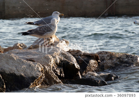 Seagulls Seagulls 36097893