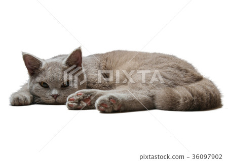British cat lies on white background British cat lies on white background 36097902