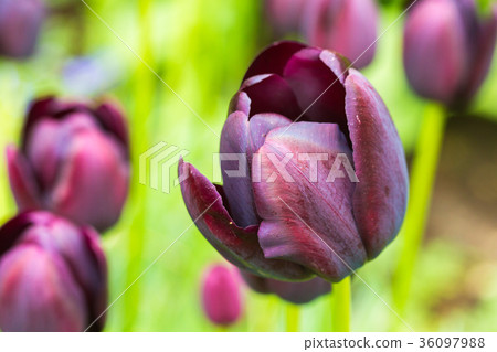 violet tulips, in spring, under the bright sun. 36097988