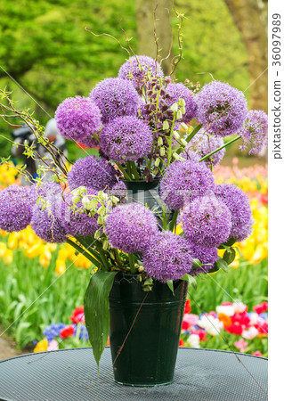 Flower head of Allium. close-up. 36097989