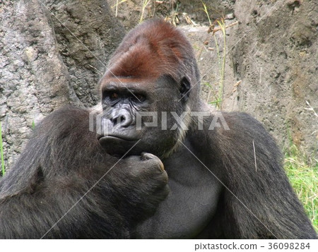 Gorilla Gorilla 36098284