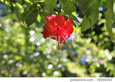 Yaeyama Hatoma Island Hibiscus 36098365