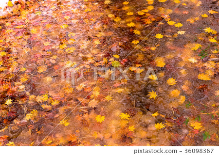 落葉 36098367