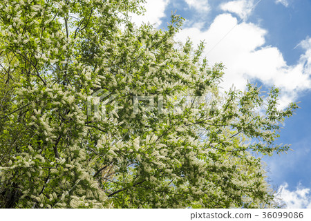 Uwamizuzakura花 Uwamizuzakura花 36099086
