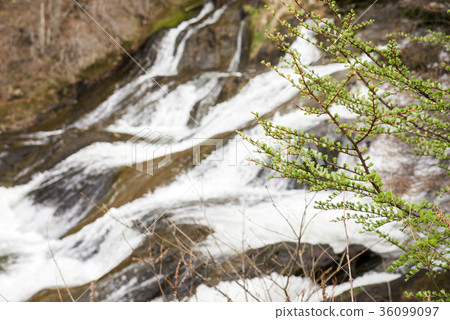 落葉鬆與芽在Ryuto瀑布的背面 36099097