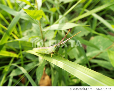 蝗蟲 36099586