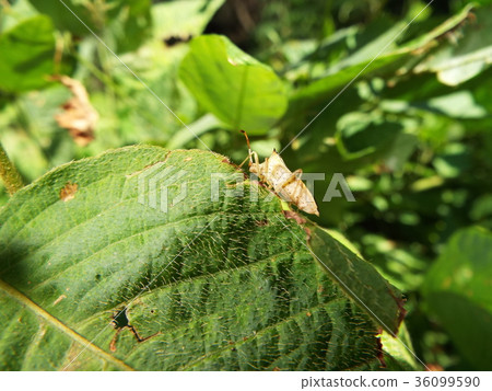 Hari bug Hari bug 36099590