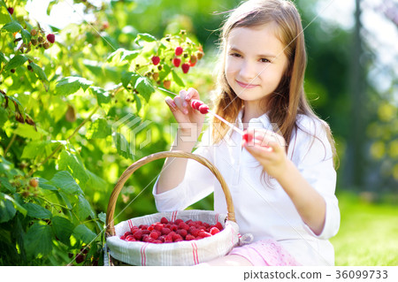 Cute little sisters picking fresh berries on organic raspberry farm on sunny summer day 36099733