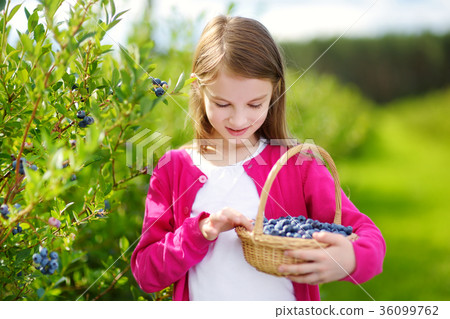 Cute little girl picking fresh berries on organic blueberry farm on warm summer day Cute little girl picking fresh berries on organic blueberry farm on warm summer day 36099762