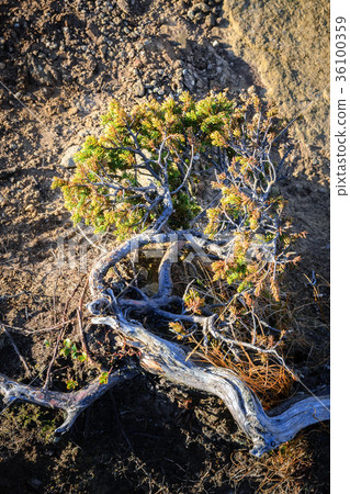 close-up of a plant that survives in the harsh close-up of a plant that survives in the harsh 36100359
