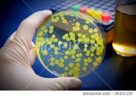 研究圖像微生物學銅綠假單胞菌 36101195