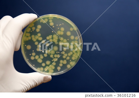 研究圖像微生物學銅綠假單胞菌 36101216